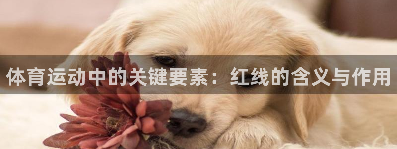 酷玩体育nba：体育运动中的关键要素：红线的含义与作用